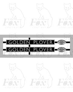 4497  GOLDEN PLOVER (Stainless steel)