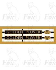 4497-31 GOLDEN PLOVER