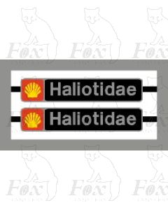 47196 Haliotidae