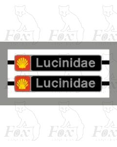 47193 Lucinidae