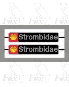 37421 Strombidae