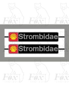 47233 Strombidae